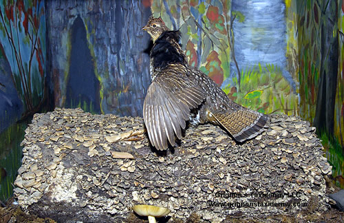 drumming grouse